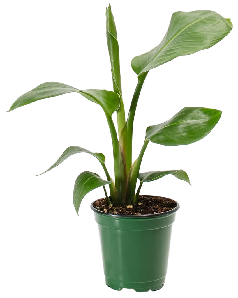 plant